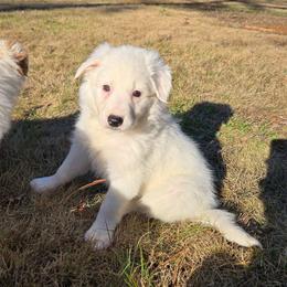 Eskimo - White ticked female Border Collie puppy in Piedmont, South Carolina from Soaring Borders Border Collies