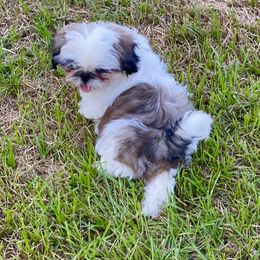 Shih Tzu Puppies from Willow Lane Shih Tzus