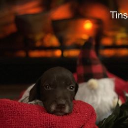 Tinsel - Liver and white German Shorthaired Pointer puppy in Weeki Wachee, Florida from River Ridge GSP