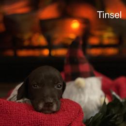 Tinsel - Liver and white German Shorthaired Pointer puppy in Weeki Wachee, Florida from River Ridge GSP