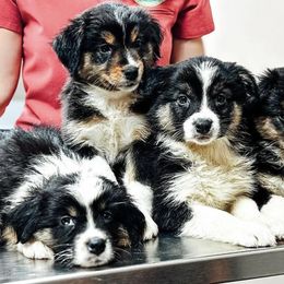 Australian Shepherds from Cheyenne Mountain Aussies