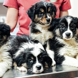 Australian Shepherds from Cheyenne Mountain Aussies