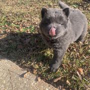 Chow Chow Puppies from Darling Chows