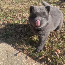 Chow Chow Puppies from Darling Chows