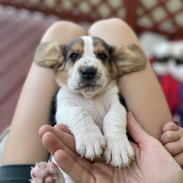 "Sage" Basset Hound Puppies from Little Patch of Heaven
