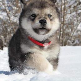 Alaskan Malamute Puppies from New River Valley Malamutes