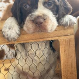 Blue - Liver white and roan male English Springer Spaniel puppy in Cleburne, Texas from Powers English Springer Spaniels
