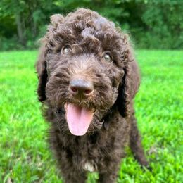 Hazel - Chocolate female Goldendoodle puppy in Osage City, Kansas from Golden Ridge Goldens