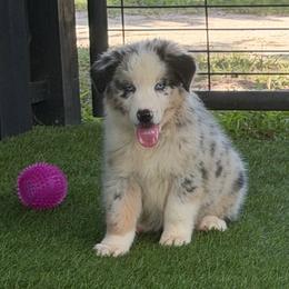 Stone - Blue merle male Australian Shepherd puppy in Oak Hill, Florida from Swingin T Ranch LLC