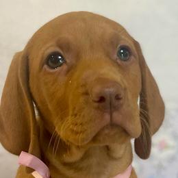 Ariel - Golden rust female Vizsla puppy in Bloomington, Indiana from Envizion