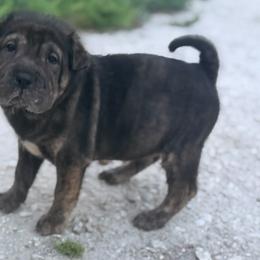 Chai - Black female Chinese Shar-Pei puppy in Lehigh Acres, Florida from Florida Wrinkles