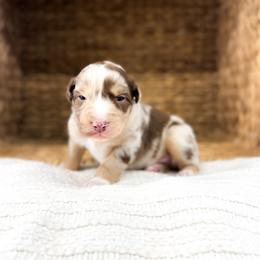 Rusty - Red merle male Australian Shepherd puppy in Unionville, Iowa from Soap Creek Kennels