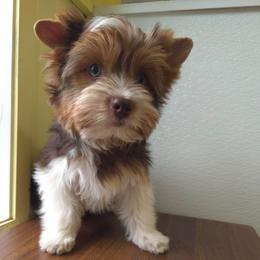 Orange collar - Parti male Yorkshire Terrier puppy in Mcconnellsburg, Pennsylvania from Buffy's Little Blessings