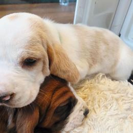 Imani - Lemon and white female Basset Hound puppy in Bellaire, Ohio from Blessed Bassets