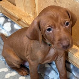 Tripp - Golden rust male Vizsla puppy in Plymouth, Minnesota from Carlson Vizslas