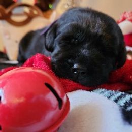 Labrador Retriever Puppies from Lorlyn Labradors