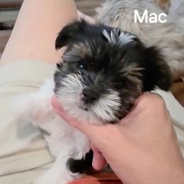 Mac - Parti male Yorkshire Terrier puppy in San Angelo, Texas from Eleventyseven Yorkies