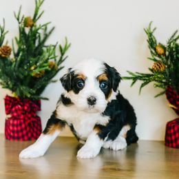 Star - Tri-color female Bernedoodle puppy in Spanish Fork, Utah from K Brand Doodles
