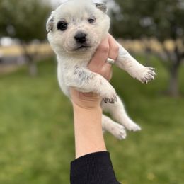 Kindle - Blue speckled female Australian Cattle Dog puppy in Ellensburg, Washington from Boondock Bandits