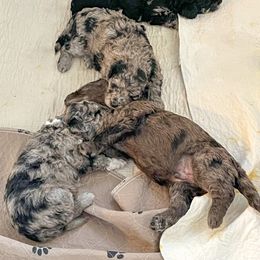 Goldendoodle Puppies from Texas Bella Doodles