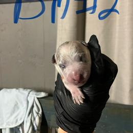 Bm2 - Blue mottled male Australian Cattle Dog puppy in Saint Albans, Maine from Australian Cattle Cuties and littles