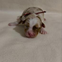 RednBlack Ribbon Red Merle Boy 3 - Red merle male Australian Shepherd puppy in Dundee, Ohio from Aussies Of Circle H