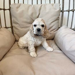 Boy 1 - Silver Cocker Spaniel puppy in Shingle Springs, California from California Spaniels
