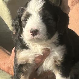 Violet - Tri-color Bernedoodle puppy in Mesa, Arizona from R & J Doodles