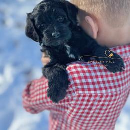 Cockapoo Puppies from Chesley Hill Cockapoos