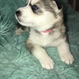 Siberian Husky Puppies from TCE HUSKIES