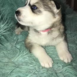 Siberian Husky Puppies from TCE HUSKIES