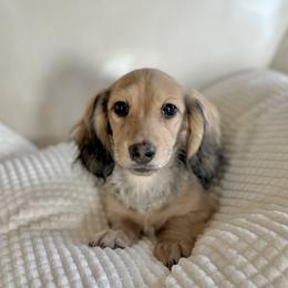 Tahiti 5000dollars - Cream male Dachshund puppy in Crystal, Michigan from Mare-bella Dachshunds