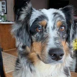 Australian Shepherds from Ionia Aussies