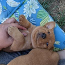 Labrador Retriever Puppies from Puzzles Labradors