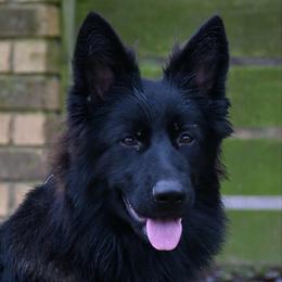 Fable - Black female German Shepherd puppy in Nacogdoches, Texas from Vom Hausgladfel
