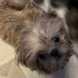Shih Tzu Puppies from DavOrr’s LoweryBell Shih Tzus
