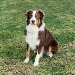 Baylor - Australian Shepherd