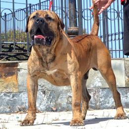 Ajonjoli - Fawn male Perro de Presa Canario puppy in Tickfaw, Louisiana from La Fundación K-9