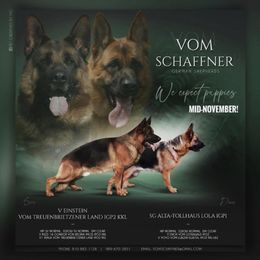 German Shepherd puppies from Vom Schaffner German Shepherds