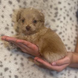 Chase - Cream male Aussiedoodle puppy in Timpson, Texas from Double S Kennel