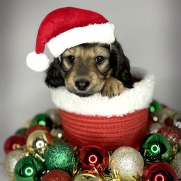Brünnhilde - Dachshund puppy from Von Loos Dachshunds