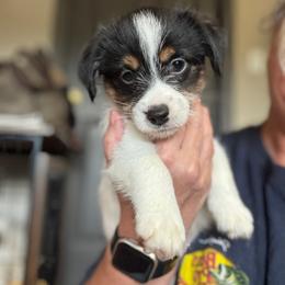 Lucky - Tri-color female Russell Terrier puppy in Viper, Kentucky from Mountain Top
