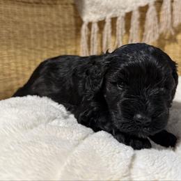 Brock's Miniature Schnauzer - Black female Miniature Schnauzer puppy in Greensburg, Louisiana from Brock’s  Miniature Schnauzers