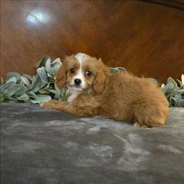 Ranger - Red male Cavapoo puppy in Copan, Oklahoma from Tatums cavapoos