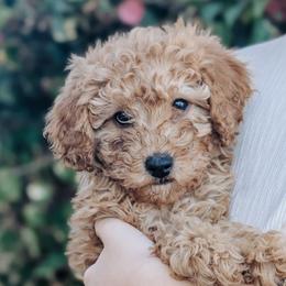Lucy - Red  female Poodle puppy in Benton, Illinois from J & J Miniature Poodles