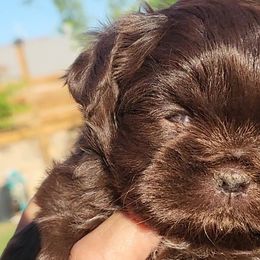 Poodles and Shih Tzus from Paws Of Beauty