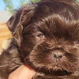 Poodles and Shih Tzus from Paws Of Beauty