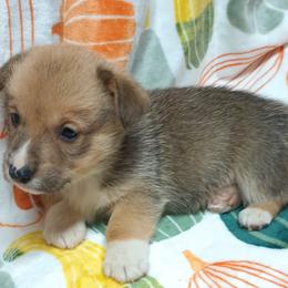 Pembroke Welsh Corgi Puppies from Episode Corgis