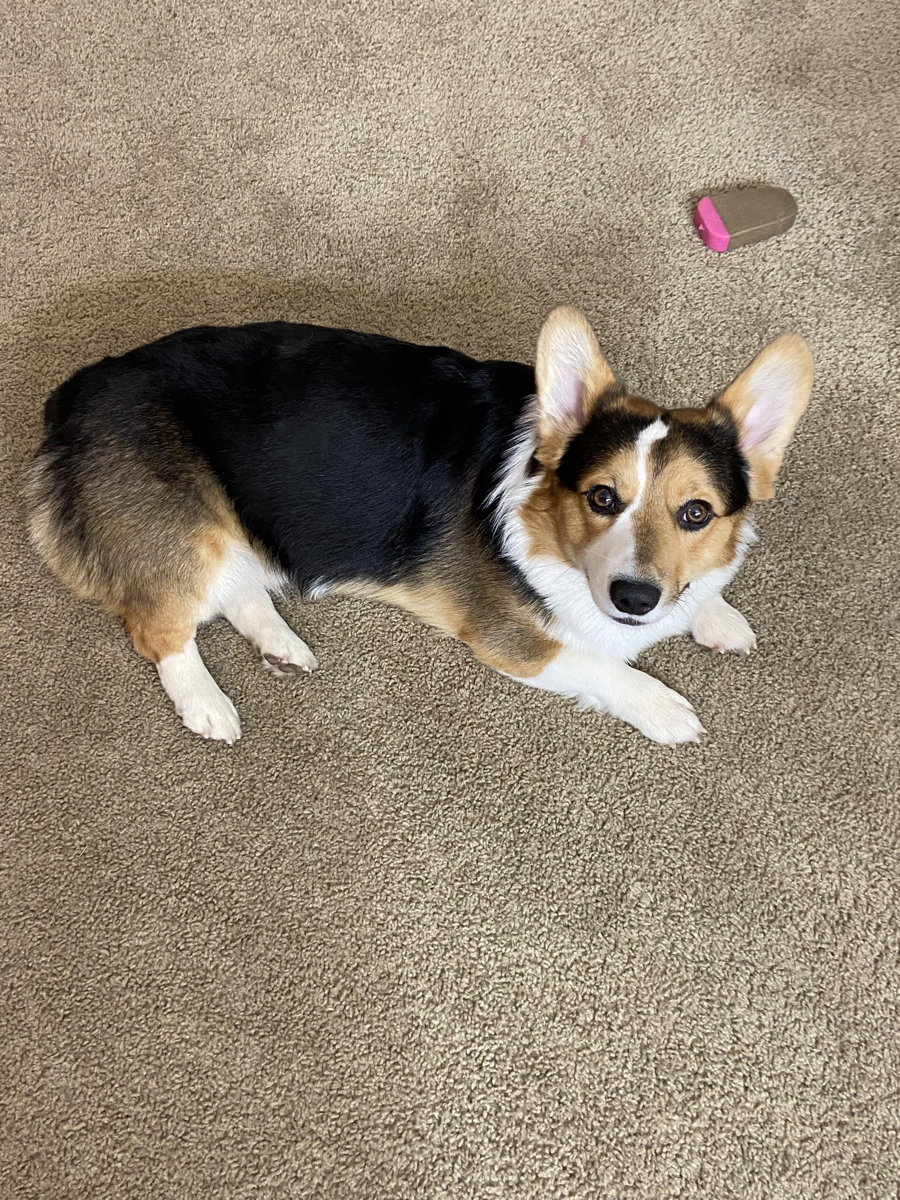 Louie