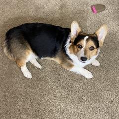 Louie - Pembroke Welsh Corgi
